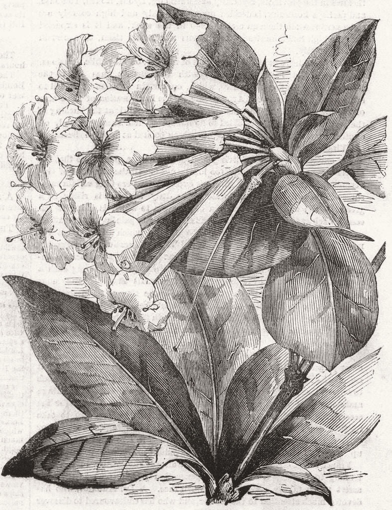 FLOWERS. Jasmine-flower Rhododendron 1855 old antique vintage print picture
